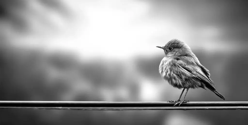 Giving you direct access key buyers in a thriving market